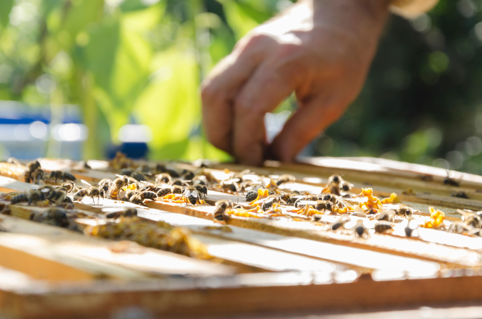 Geöffneter Bienenstock von oben: eine Imkerhand über den Oberträgern, dazwischen die Wachs- und Propolisbrücken der Bienen.