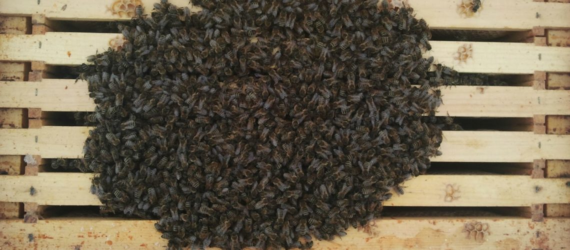 Was machen die Bienen eigentlich im Winter?