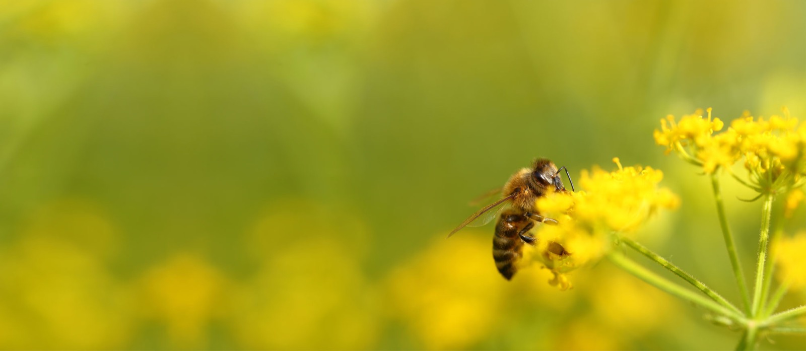 Biene im Anflug auf eine Rapsblüte, weites Feld im Hintergrund.