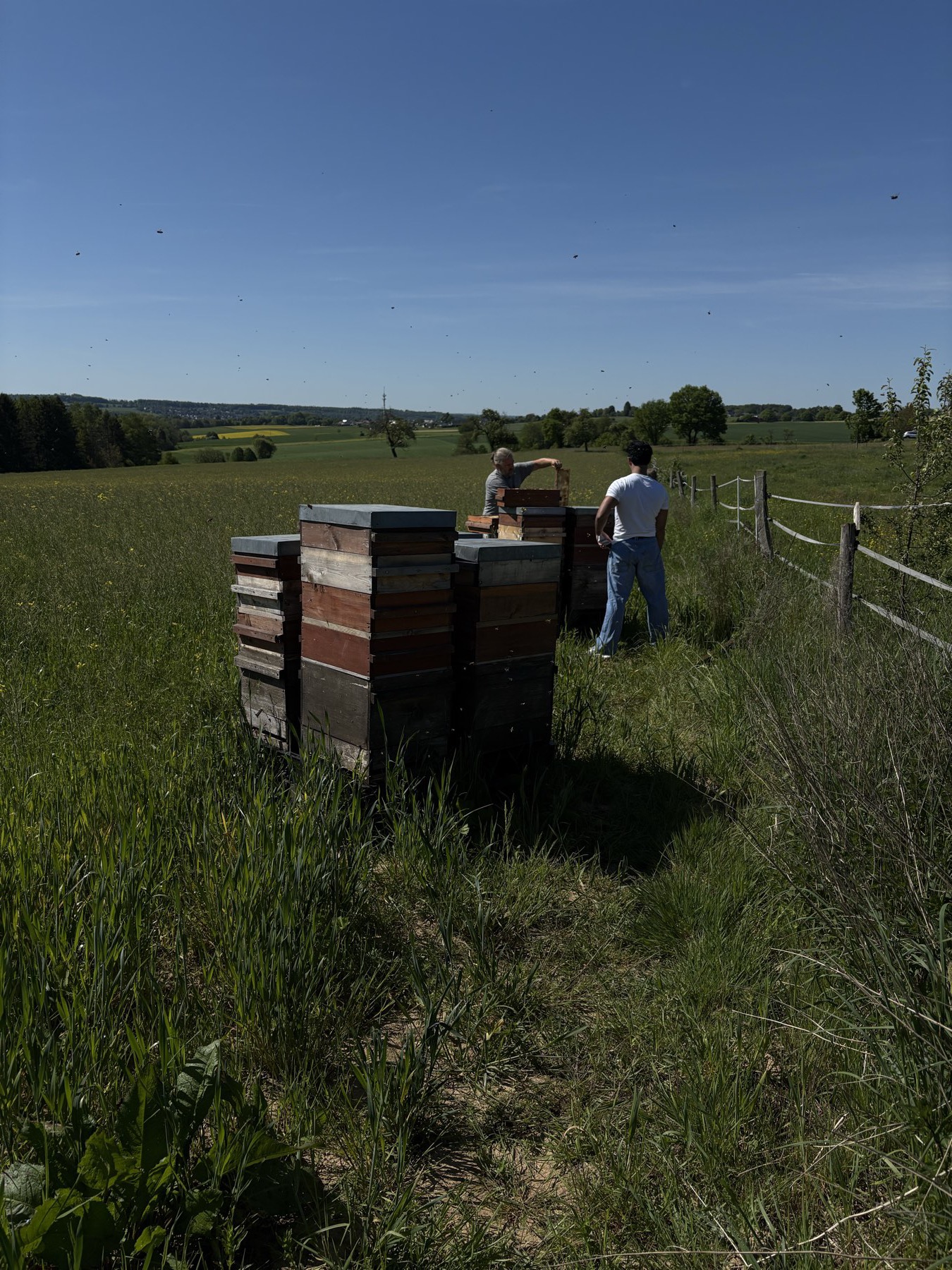 Zwei Personen arbeiten an einem Bienenstand am Feldrand, weiter Blick über die Landschaft.