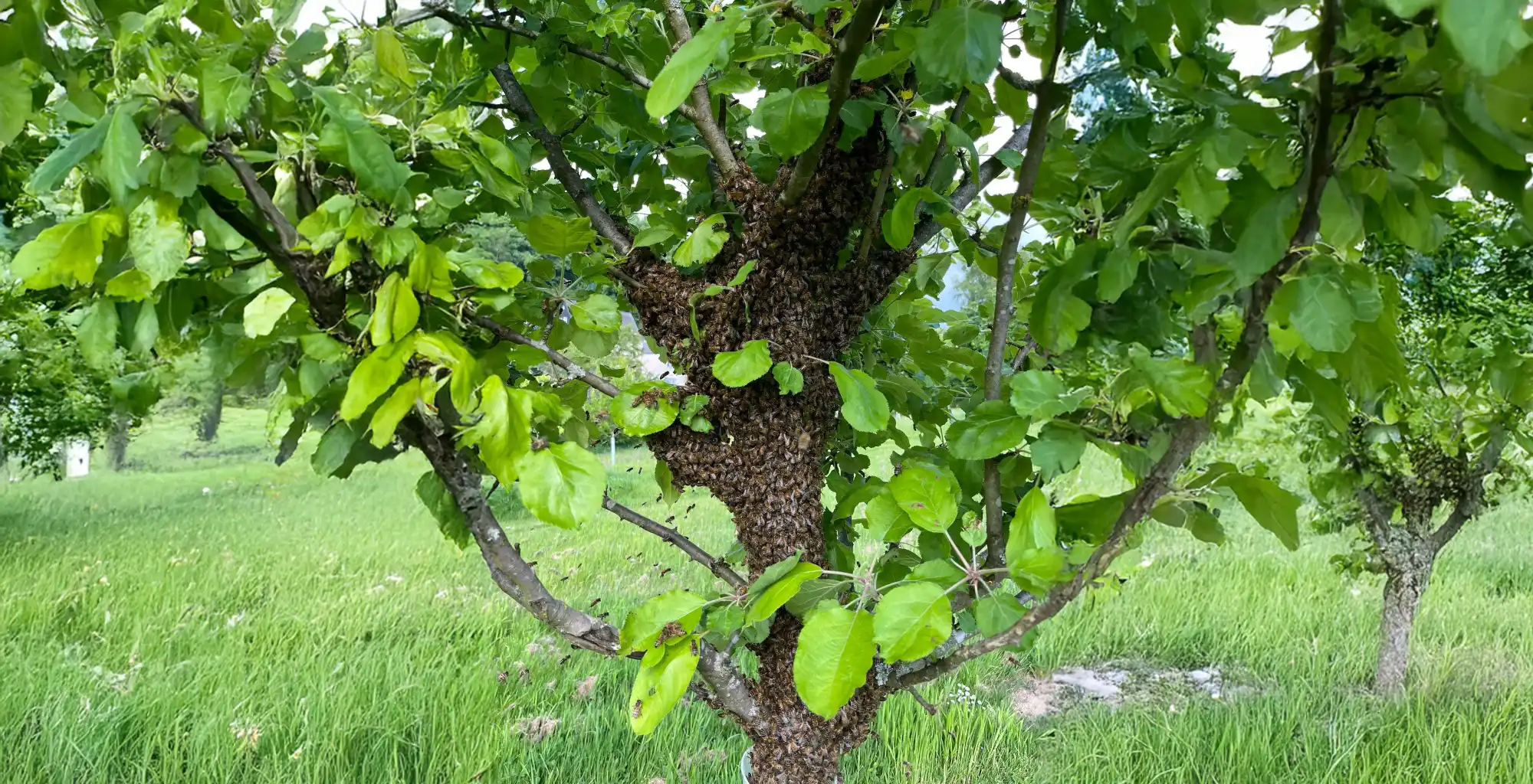 Bienenschwarm Hilfe im Garten in Waldbröl und Umgebung?