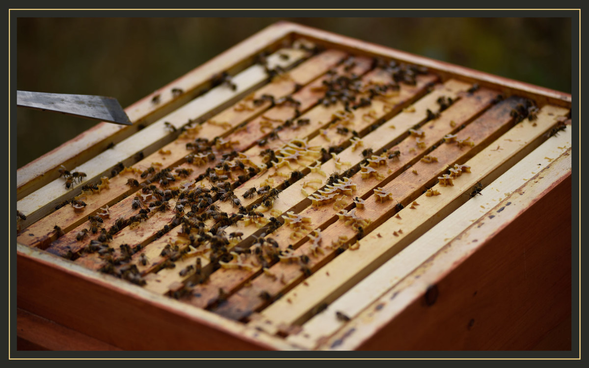 Sebastian am neuen Bienenstand bei der Durchsicht